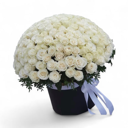 Ivory Majesty
